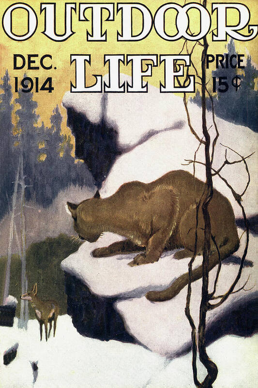 An old outdoor life cover illustration of a mountain lion