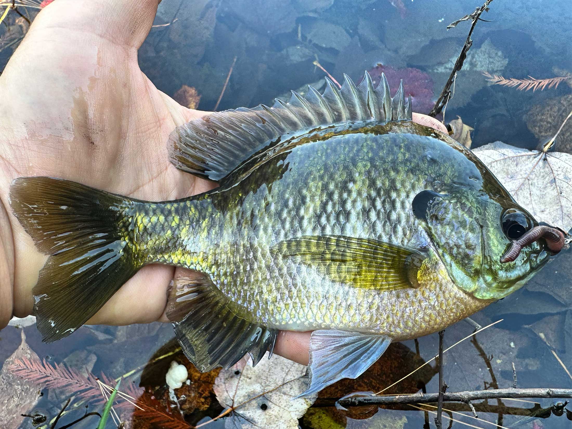 The Best Baits for Bluegill and Other Panfish