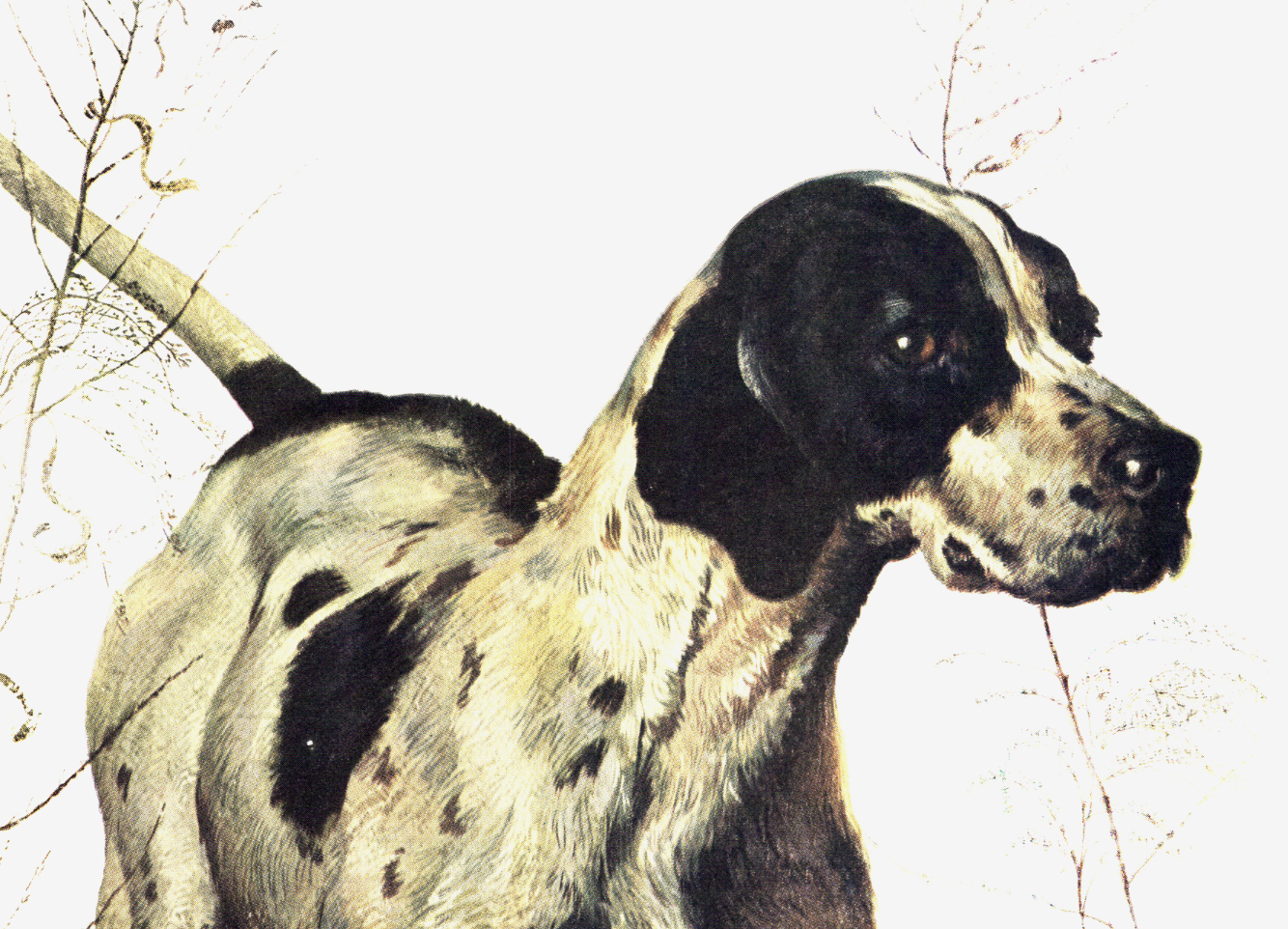 How a Feud Between Two Pointers Turned Them into True Quail Dogs