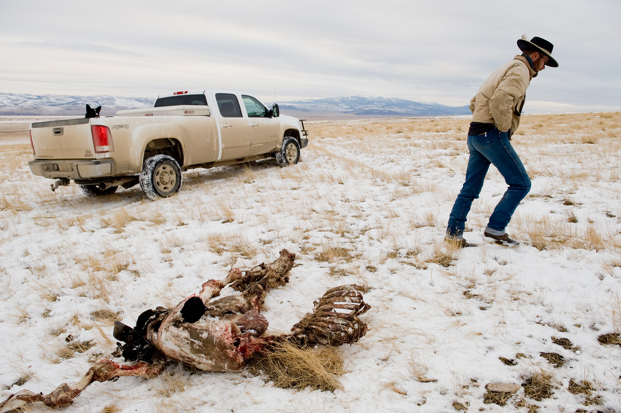 A rancher walks across a snowy prairie past a carcass of a dead cow killed by a wolf.