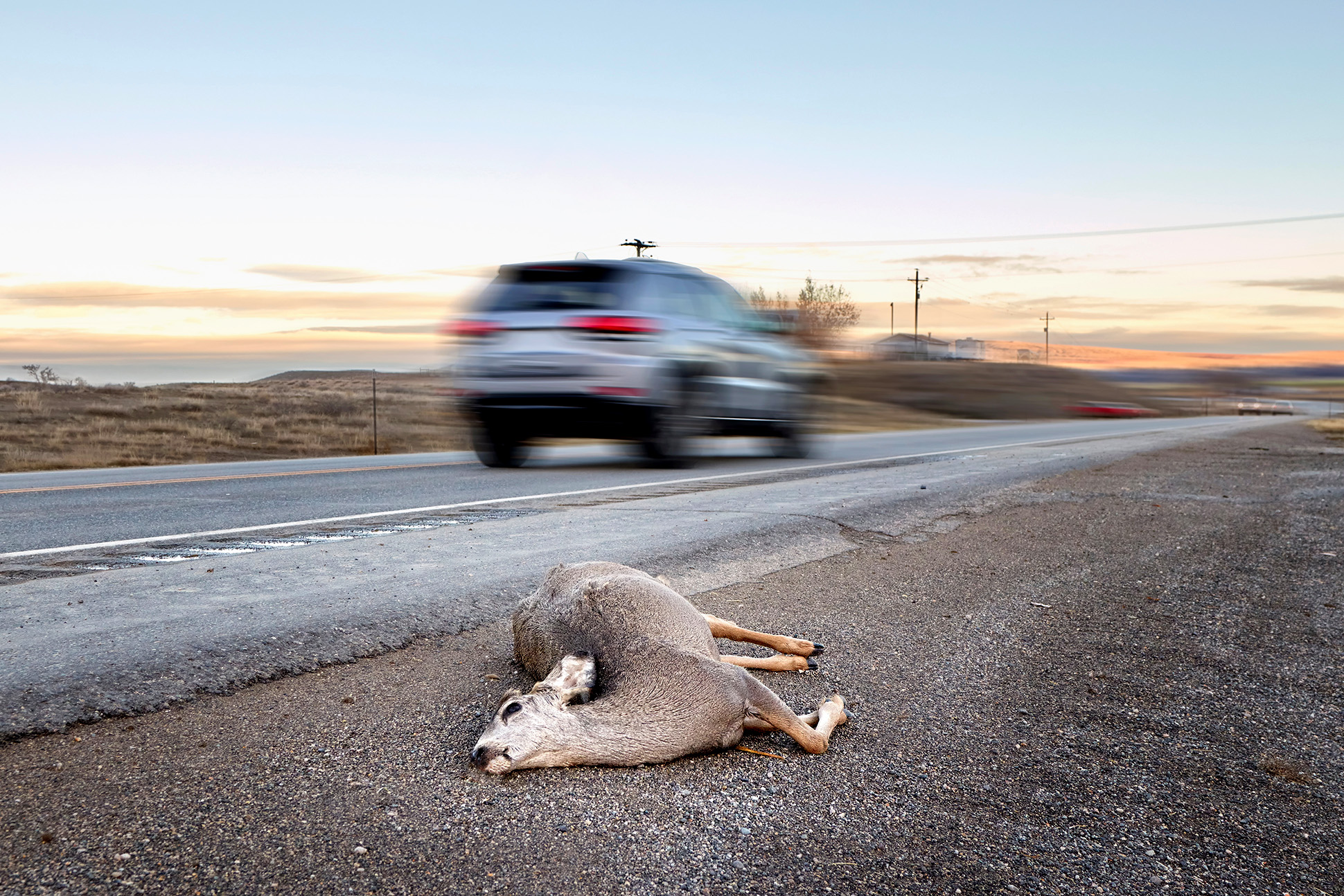 Dead deer hit by a car lying by the road with motion blurred vehicle, U.S. Highway 14, Wyoming, USA.