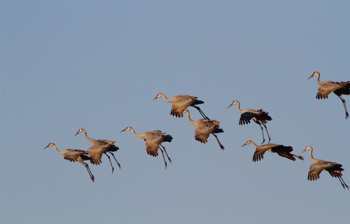 Sandhill cranes coming in for a landing