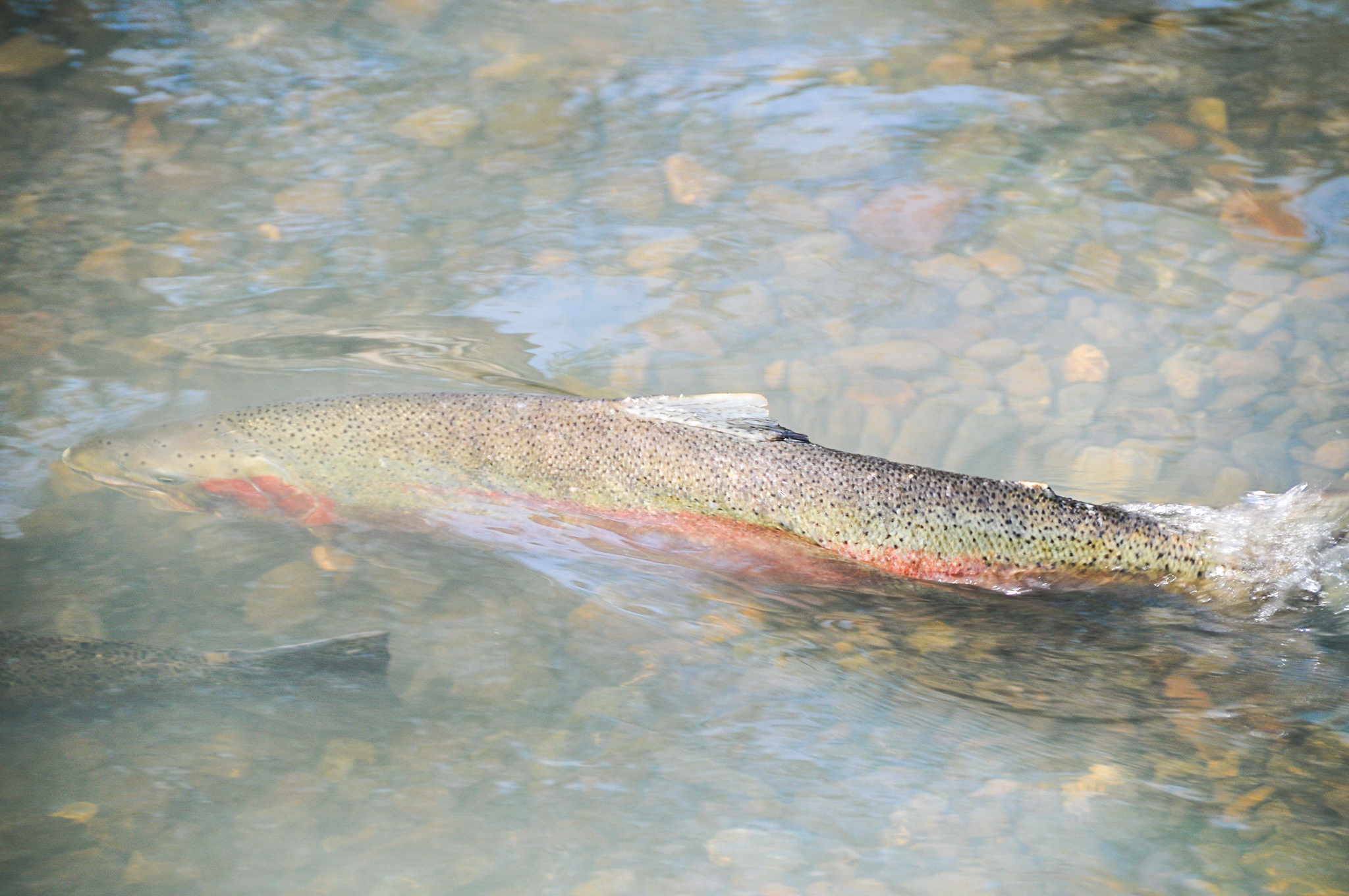 L.A. Wildfires Torched One of SoCal’s Last Remaining Steelhead Streams