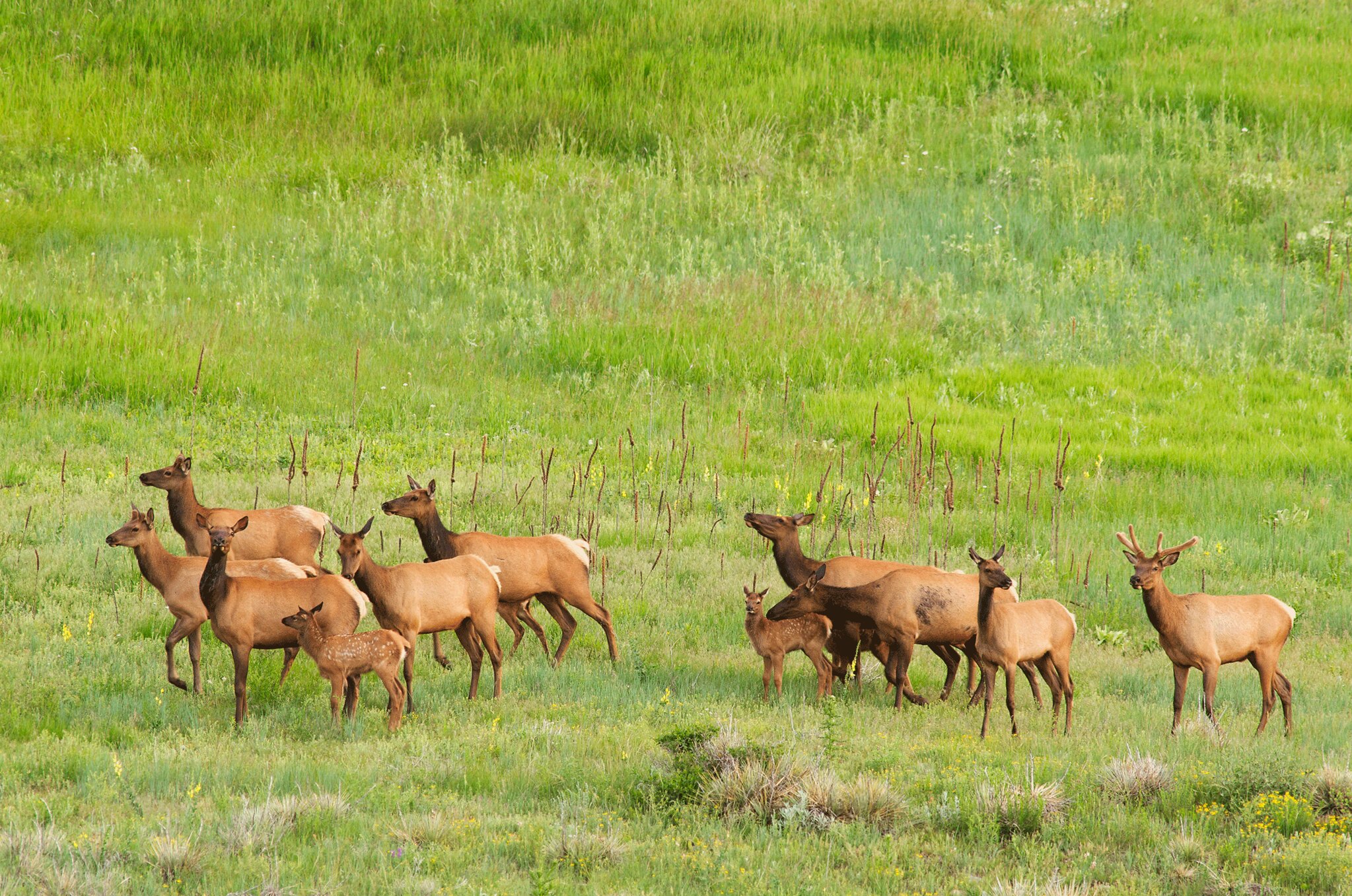 A herd of elk in the summer