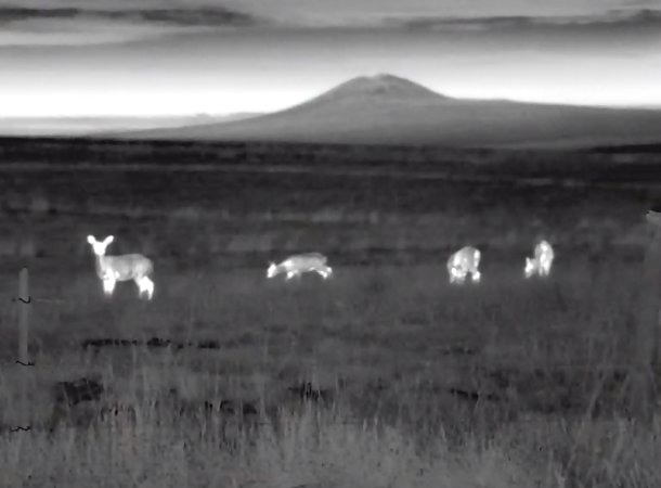 Four deer lit up with a thermal on a prairie.