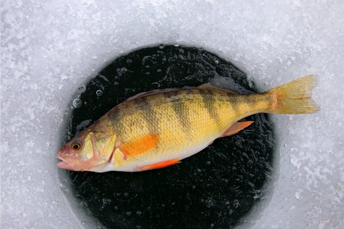 A yellow perch pulled through the ice.