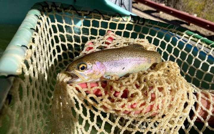 A juvenile steelhead trout from a southern California creek.