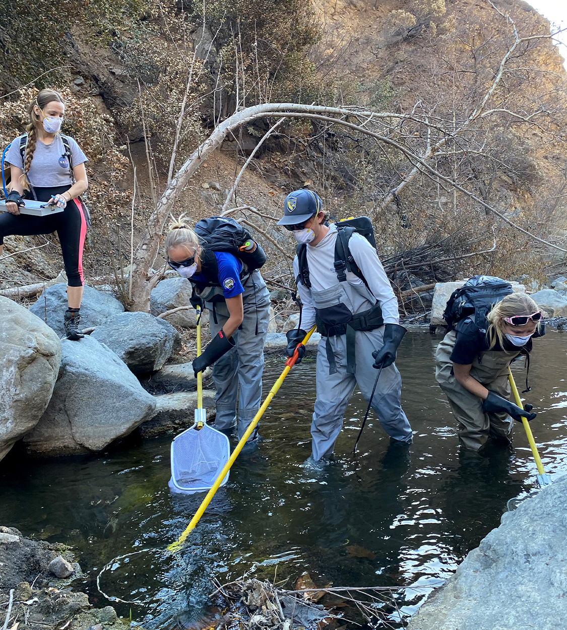 A crew rescues fish from a creek.