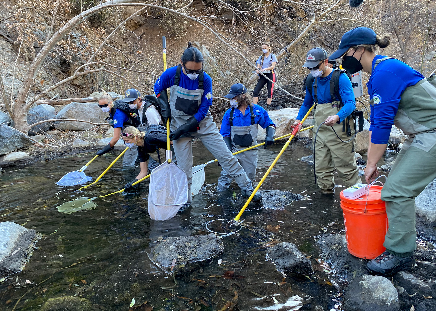 A crew rescues steelhead trout from a California creek.