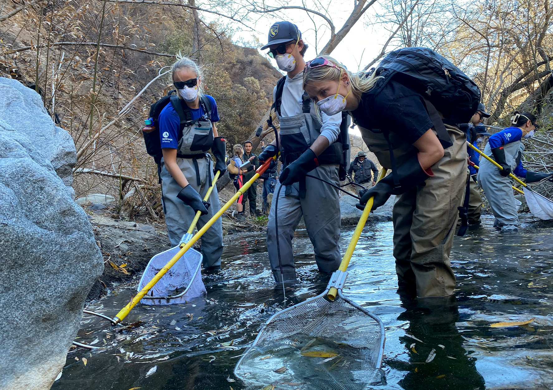 A crew of fisheries biologists nets fish.