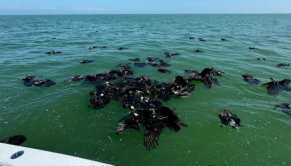 Watch: Fishing Guide Who Rescued Drowning Vultures in the Gulf Says They Must Have Fallen from the Sky