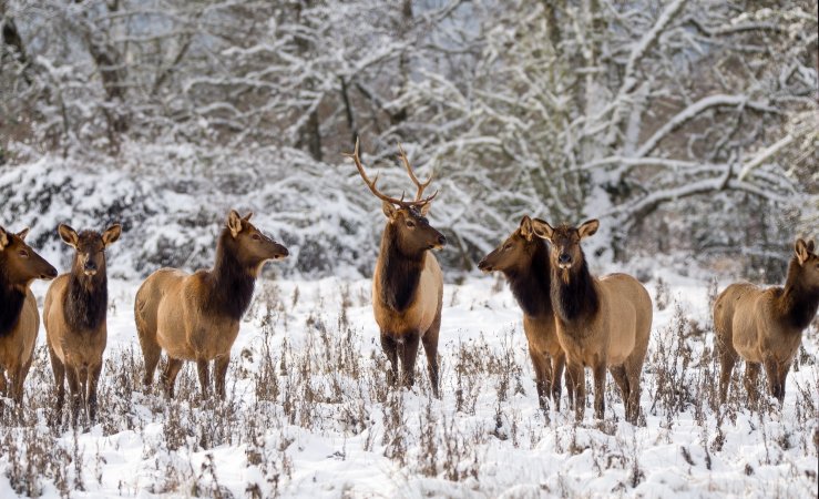 A herd of Roosevelt elk in Washington.