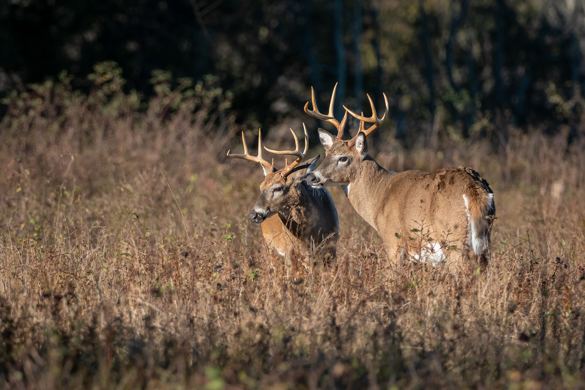 Two whitetail bucks.