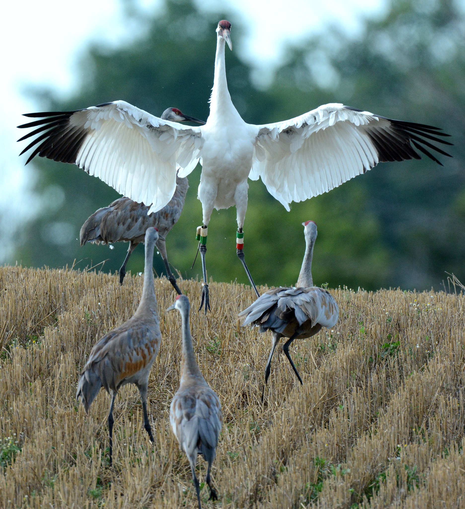 An endangered whooping crane lands among sandhill cranes.