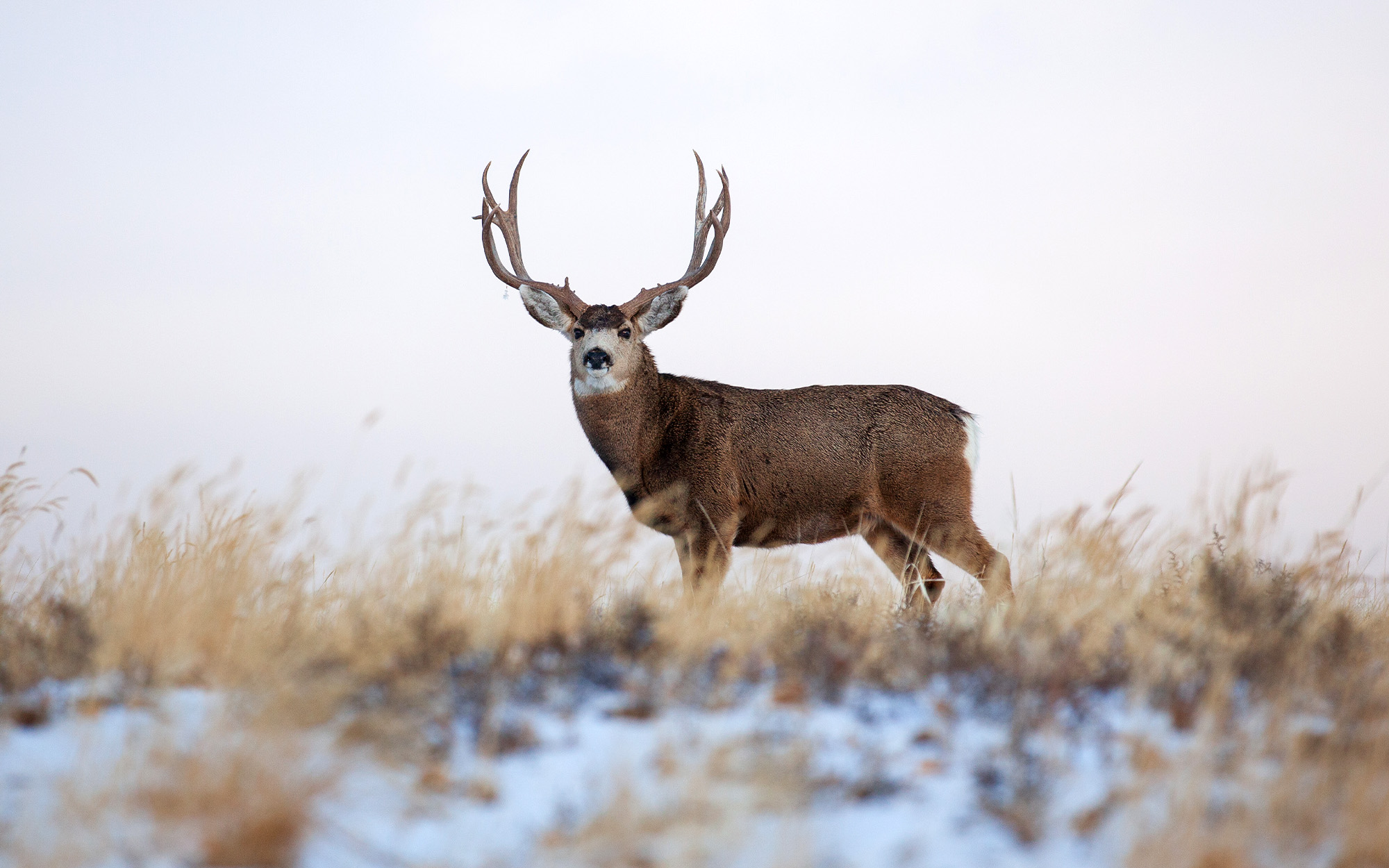 Why Mule Deer Are North America’s Greatest Big-Game Animal