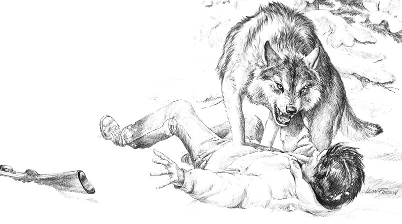 A pencil drawing of a timber wolf pinning down a hunter who is scrabbling for his rifle.