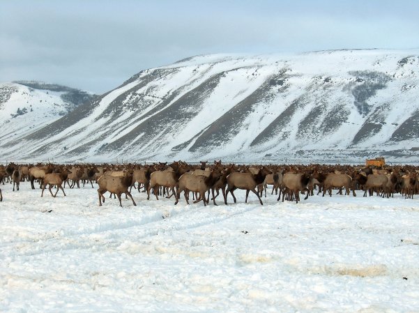 A large herd of elk congregate at a feedground on a snowy landscape.