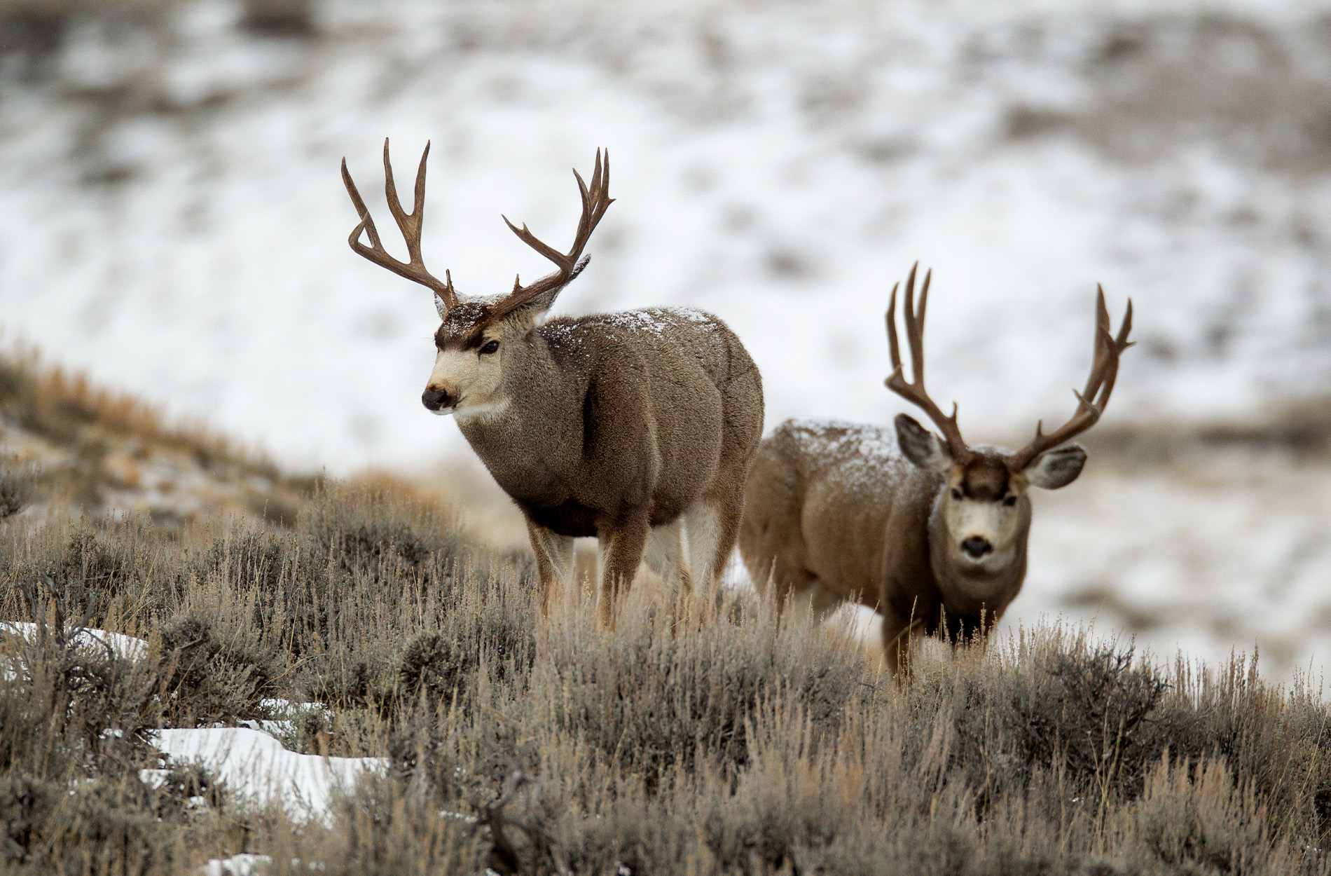 Wyoming Lawmakers Want to Quadruple Hunting License Application Fees