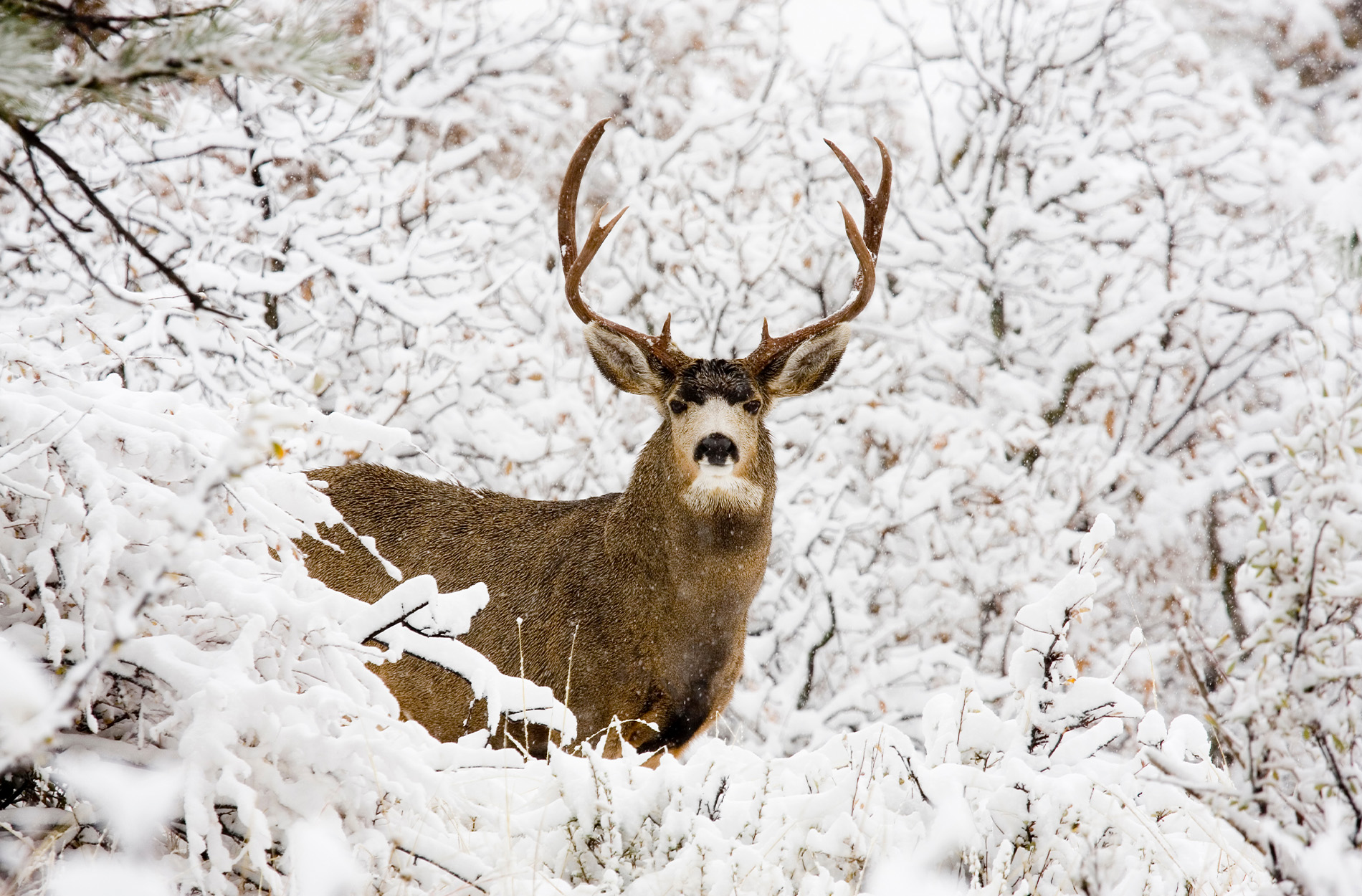 Wyoming Lawmakers Want to Quadruple Hunting License Application Fees