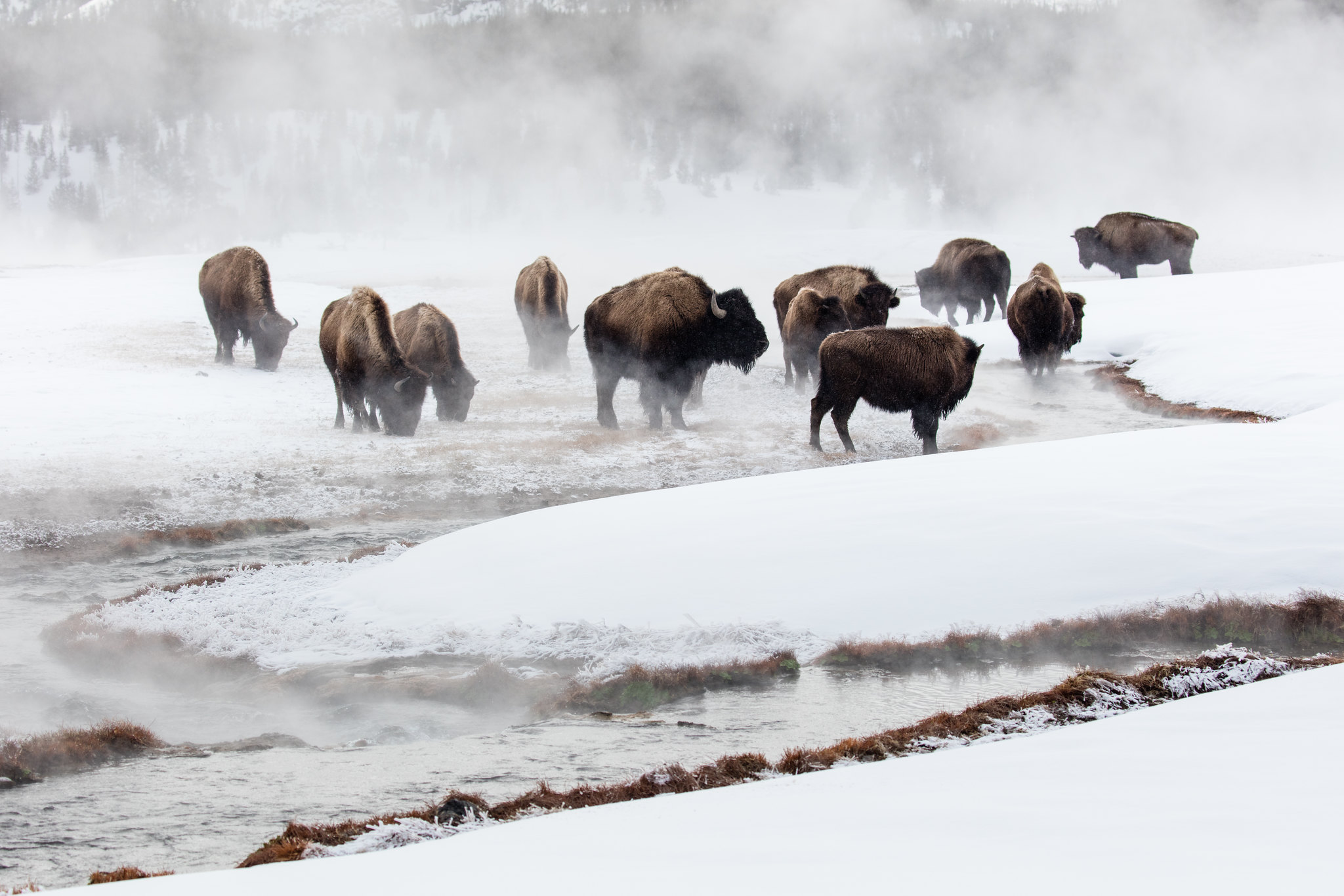 Bison feed along a spring in the snow.