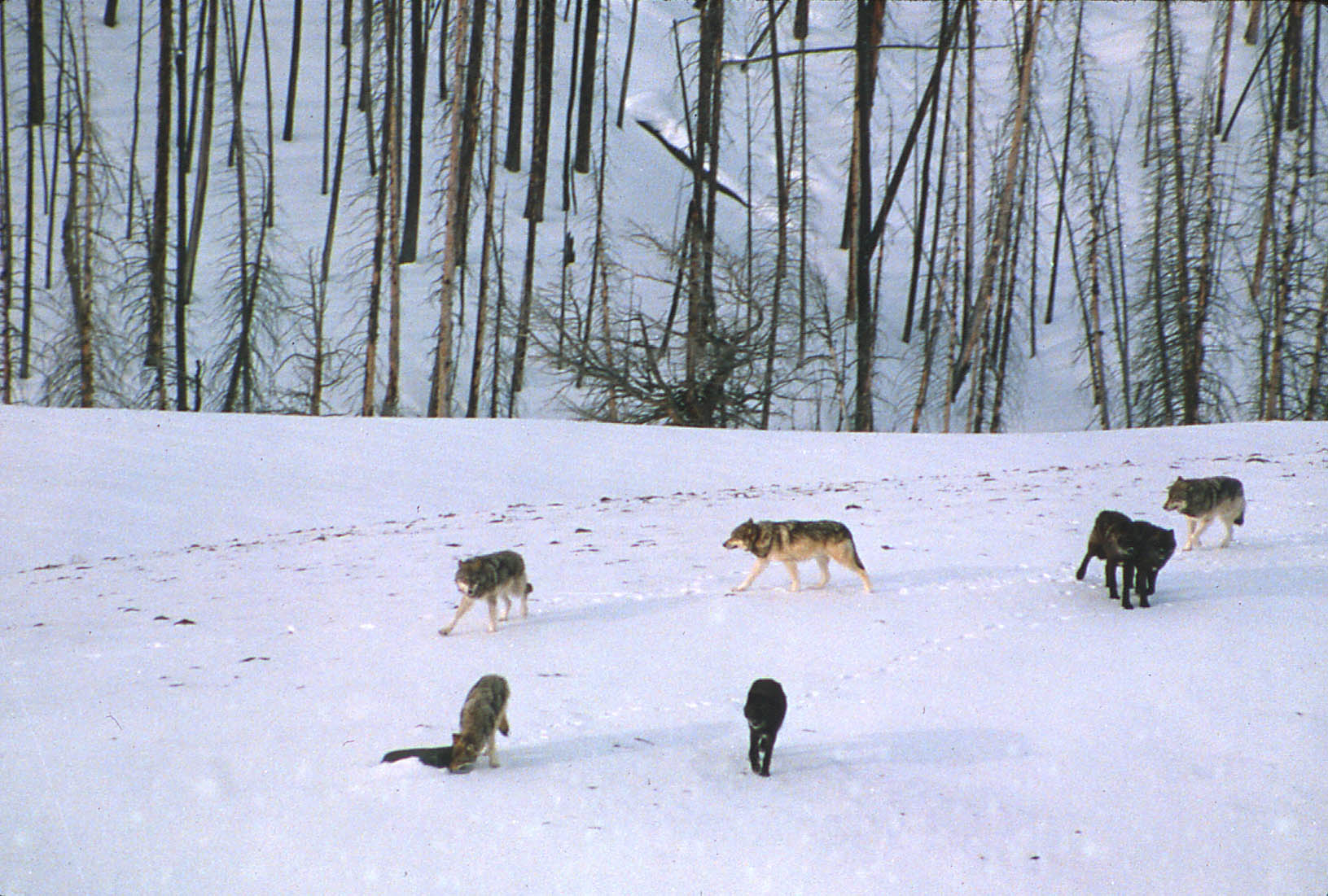 Wisconsin, Colorado Lawmakers Move to Delist Gray Wolves Across the Lower 48