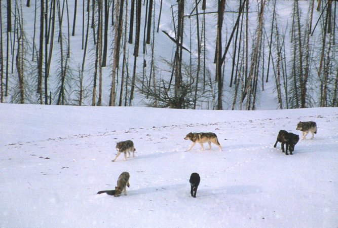 Great Lakes wolves