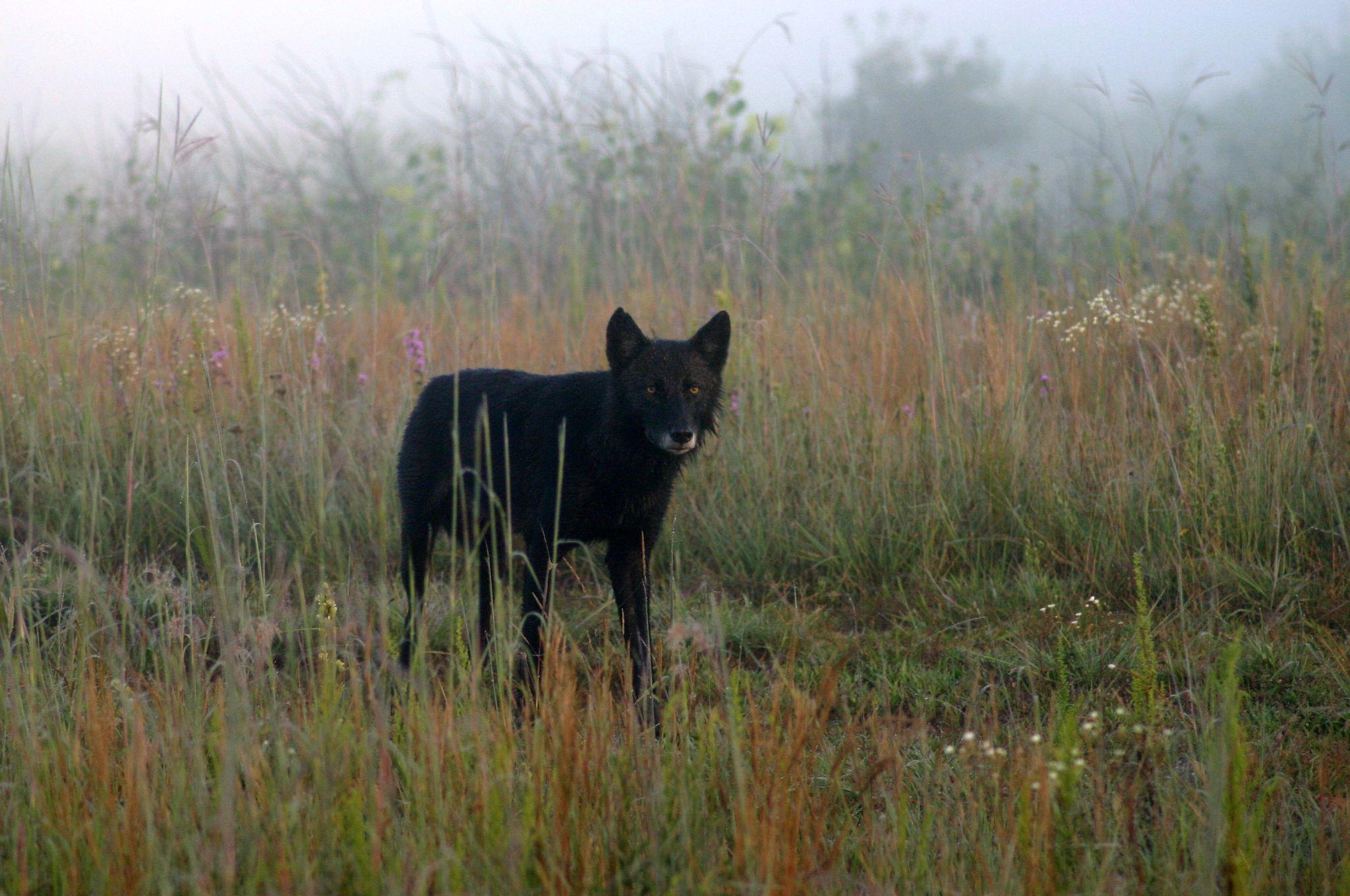 A black wolf in Wisconsin