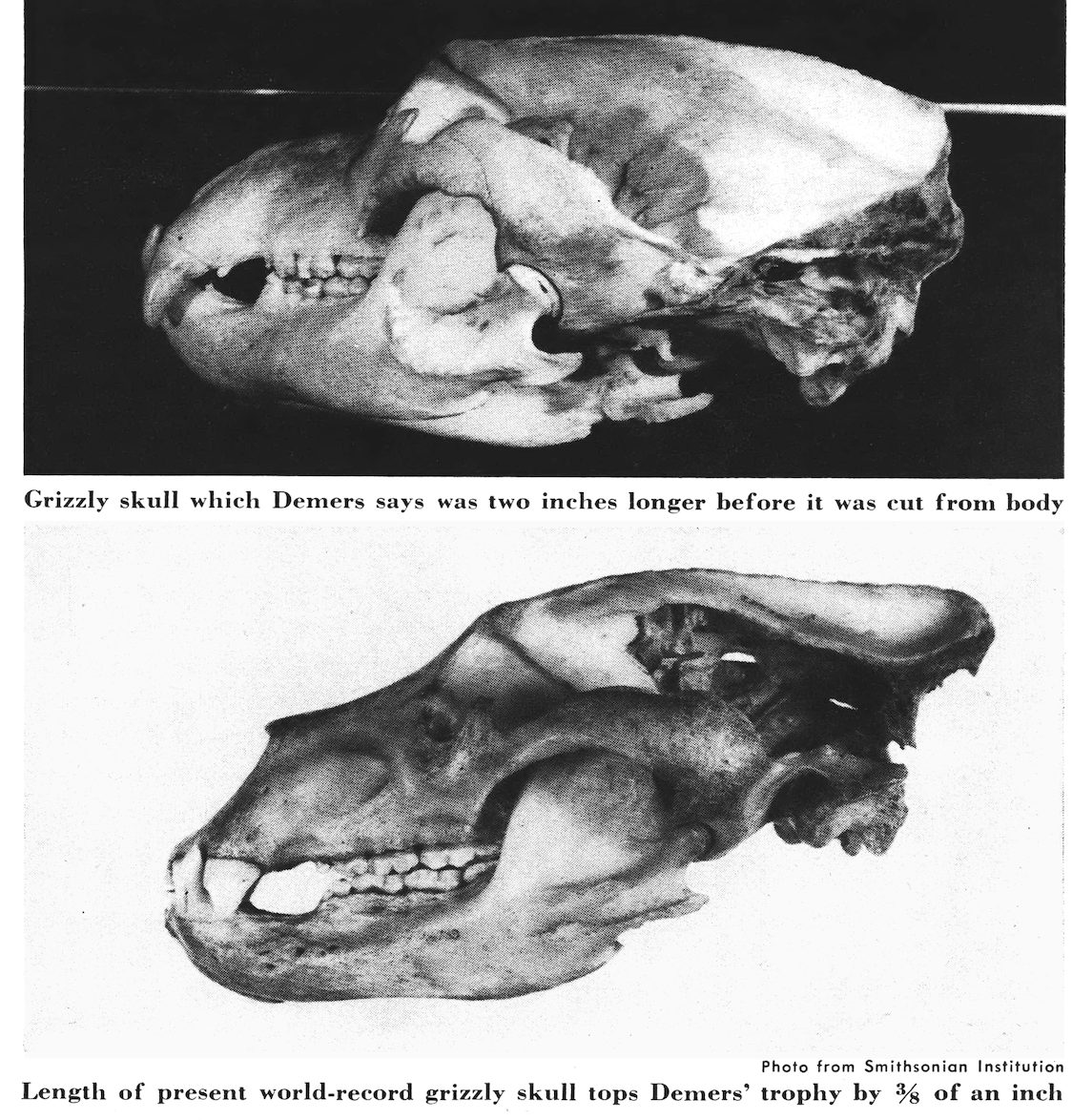 Two grizzly skull photos side by side