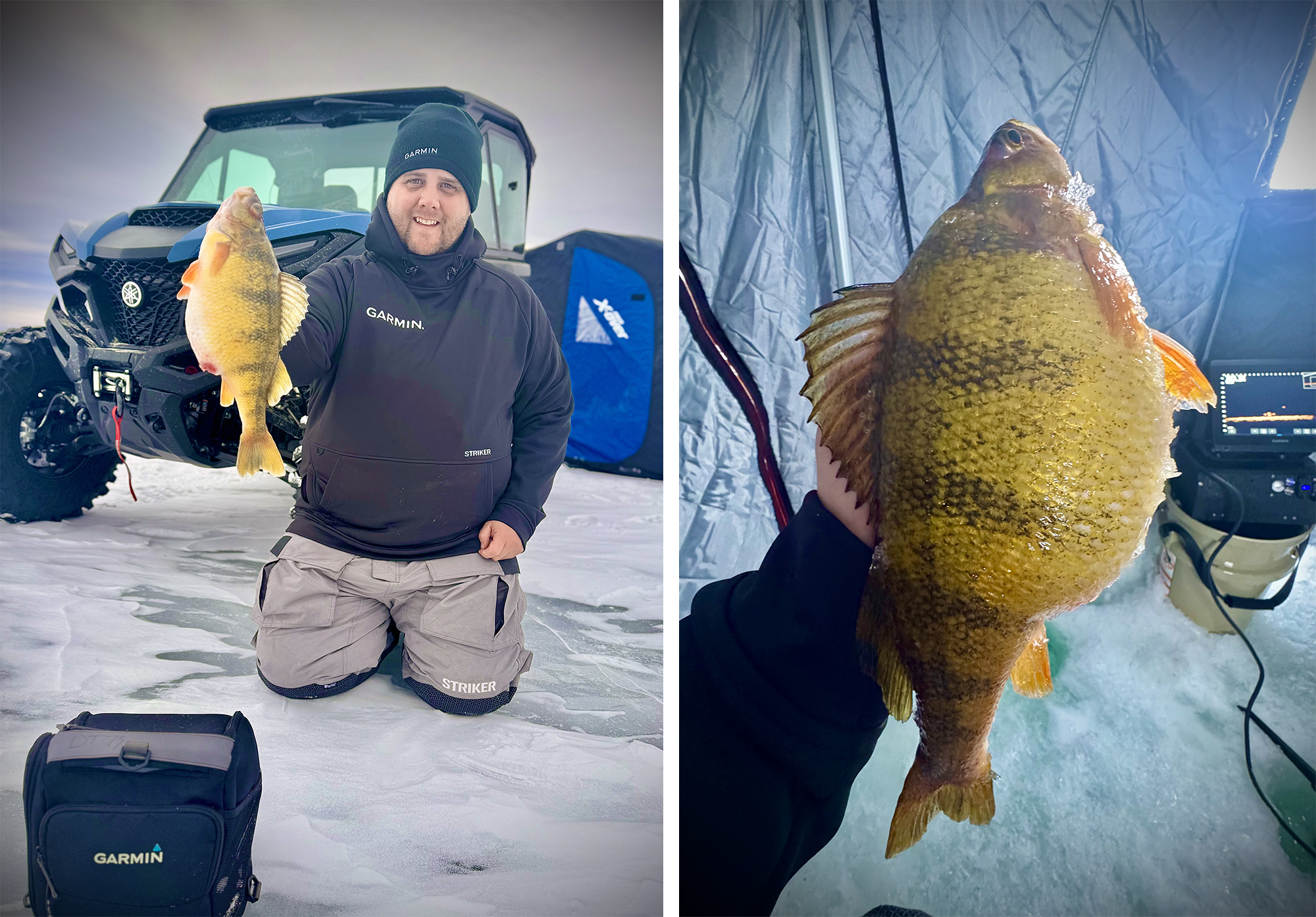 An ice fisherman holds up a fat yellow perch.