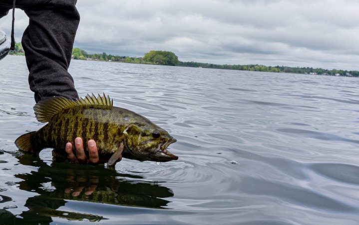 The author releases a smallmouth bass caught on a neko rig.