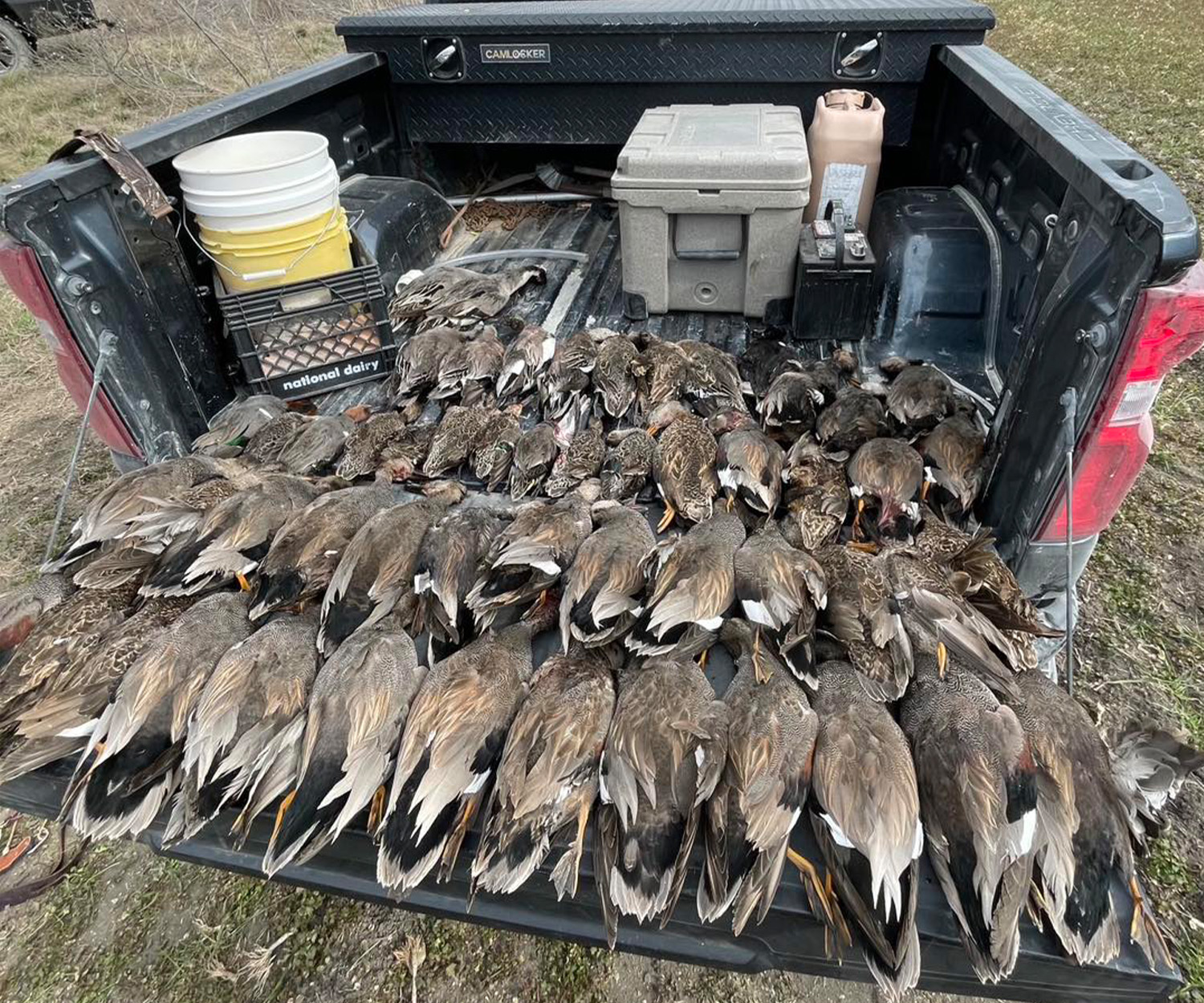 A truck bed with 54 dead ducks in it.