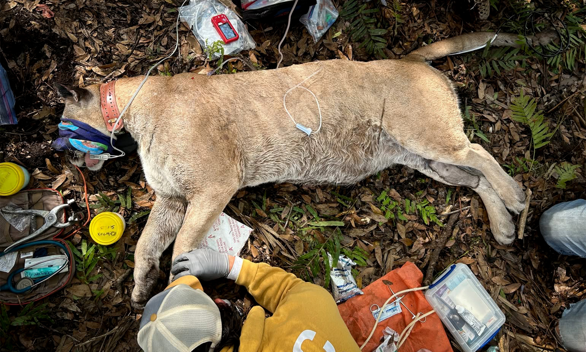 This Florida Panther Is the Fattest Cat Ever Captured in the State