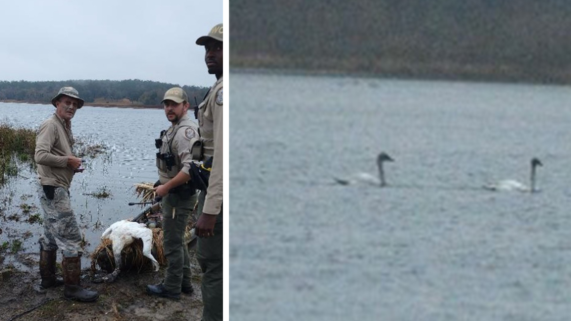 Florida Man Who Shot a Tundra Swan in Front of Birdwatchers Gets Lifetime Hunting Ban