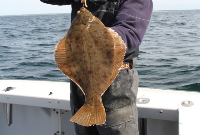 A nice winter flounder