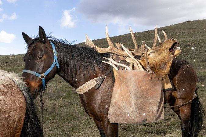 A horse with panniers loaded with antlers.