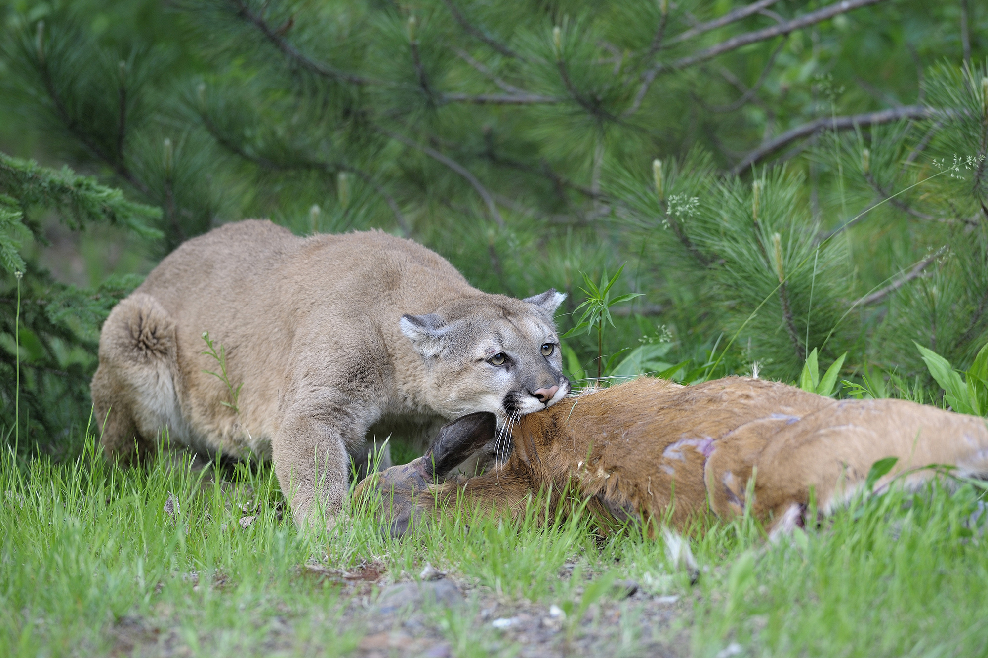 A mountain lion feeding on a dead deer.