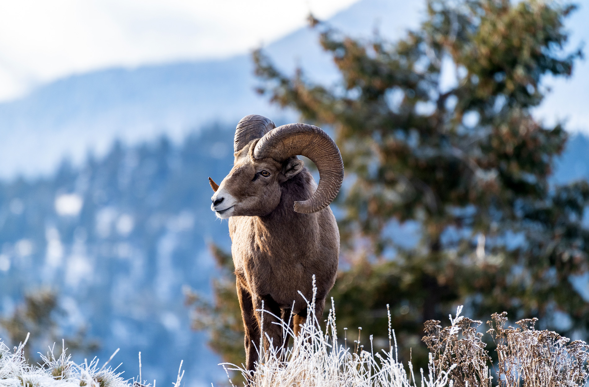 .3 Million Bighorn Sheep Tag Sets Record for Most Expensive Auction Tag Ever