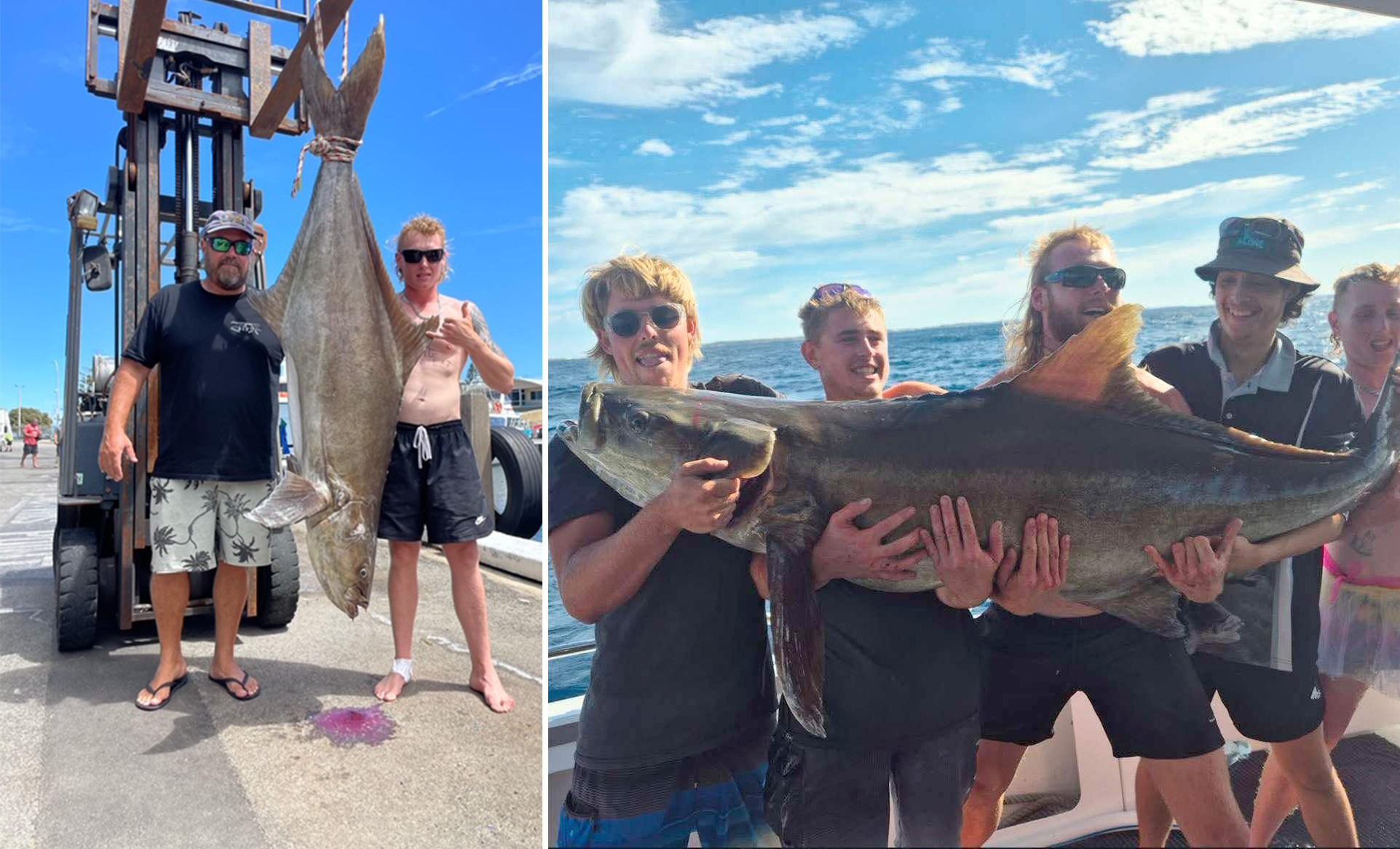 Cobia That ‘Acted Like Four Bags of Cement’ Stands to Crush Current World-Record by 40 Pounds