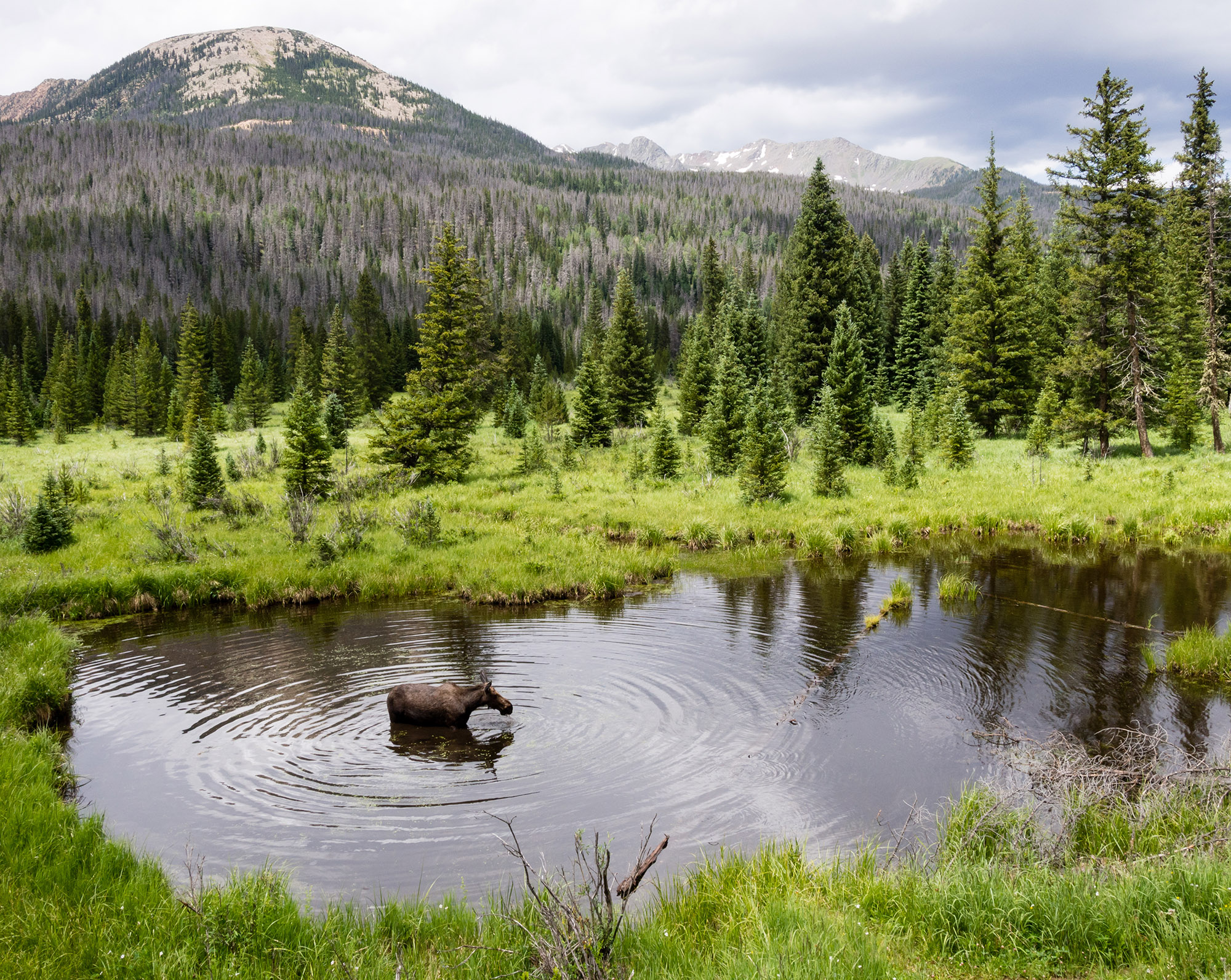 Rocky Mountain National Park Has Too Many Moose