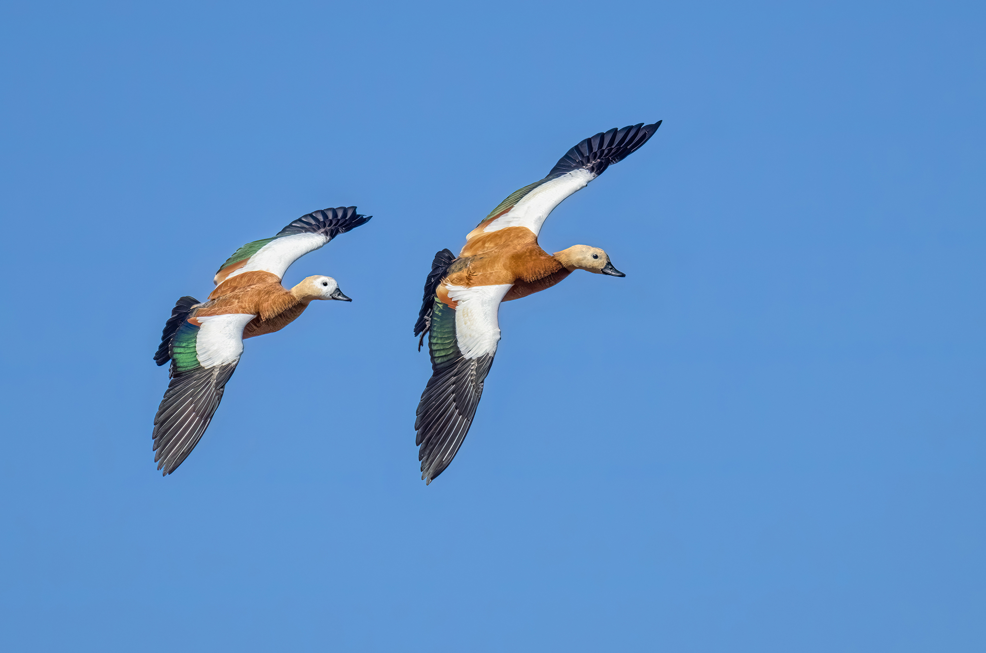 A pair of ruddy shelducks flying against a blue sky