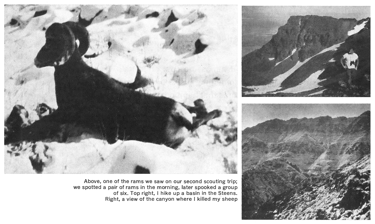 A collection of black and white photos of sheep hunting.