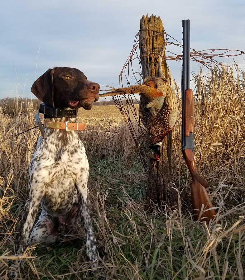 pheasant hunting over/under