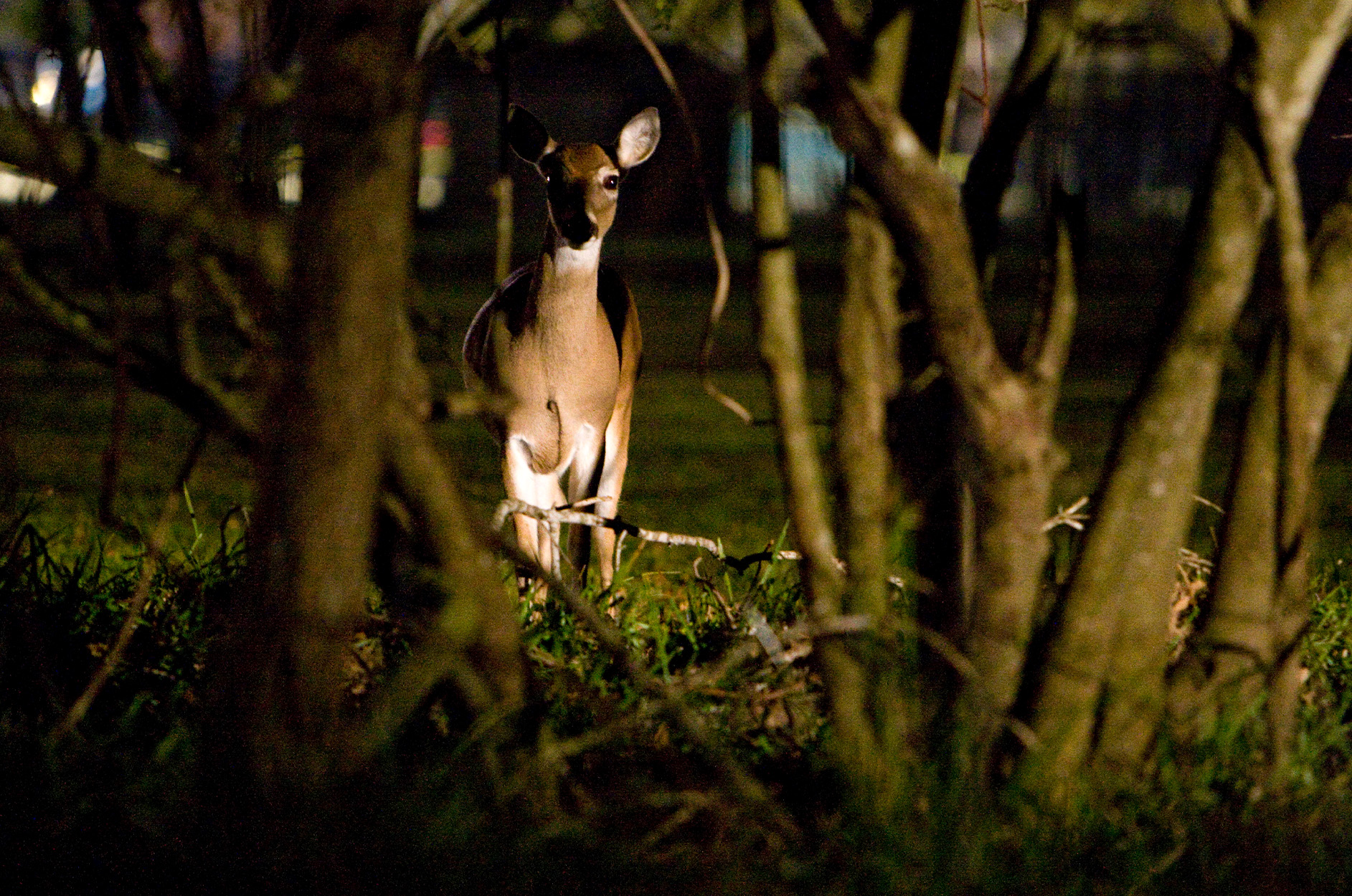 A whitetail doe stands in the shadows.