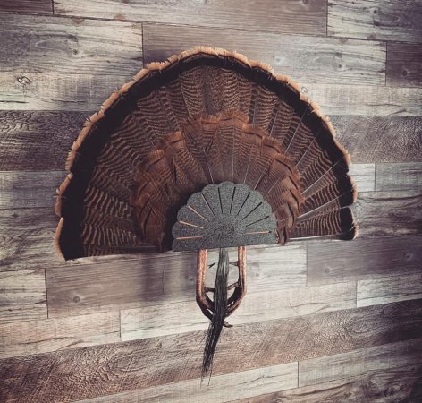 The Turkey Hooker metal turkey fan mount kit hangs on a wood panel wall.