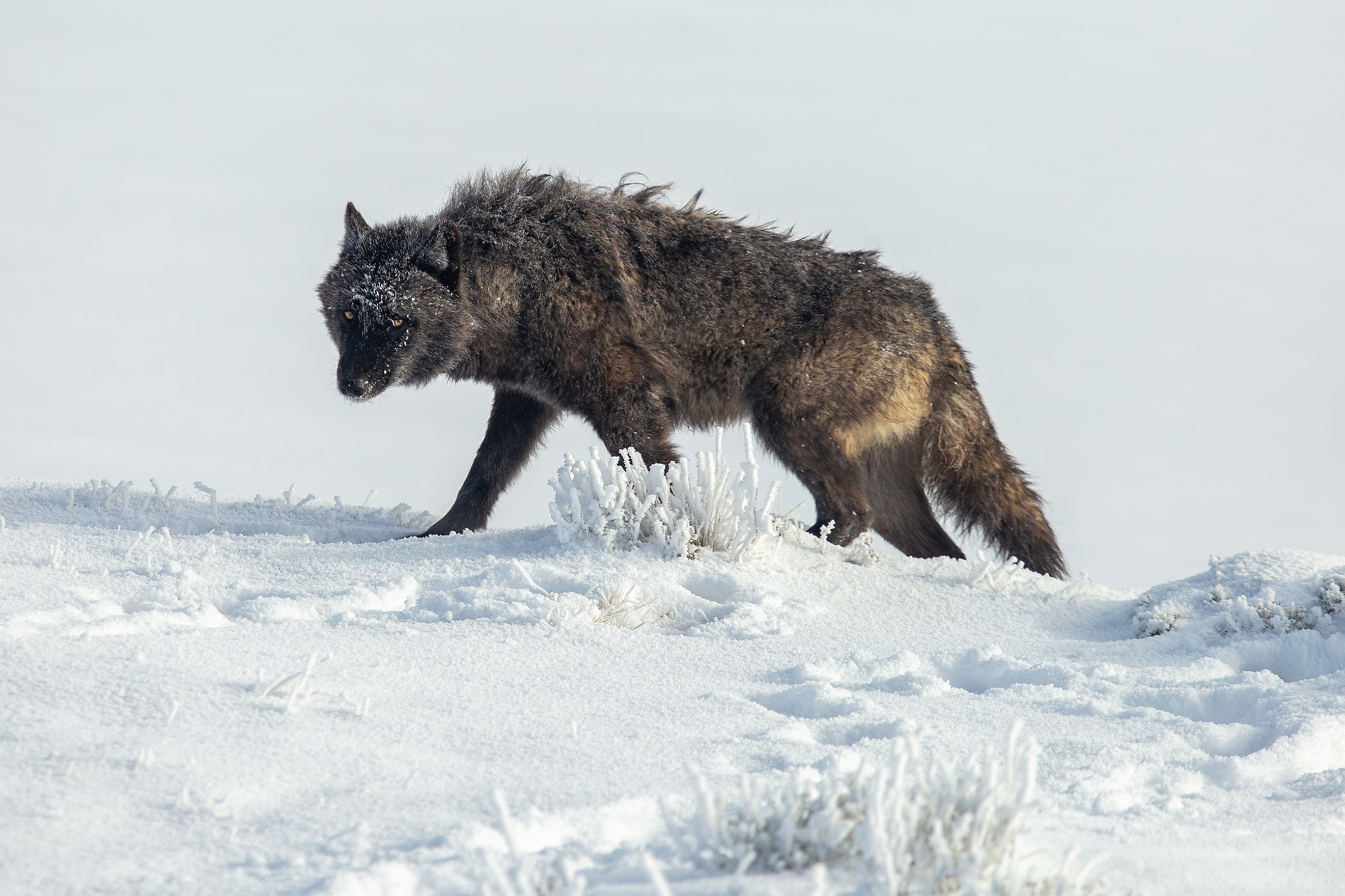 A wolf in the snow in Wyoming