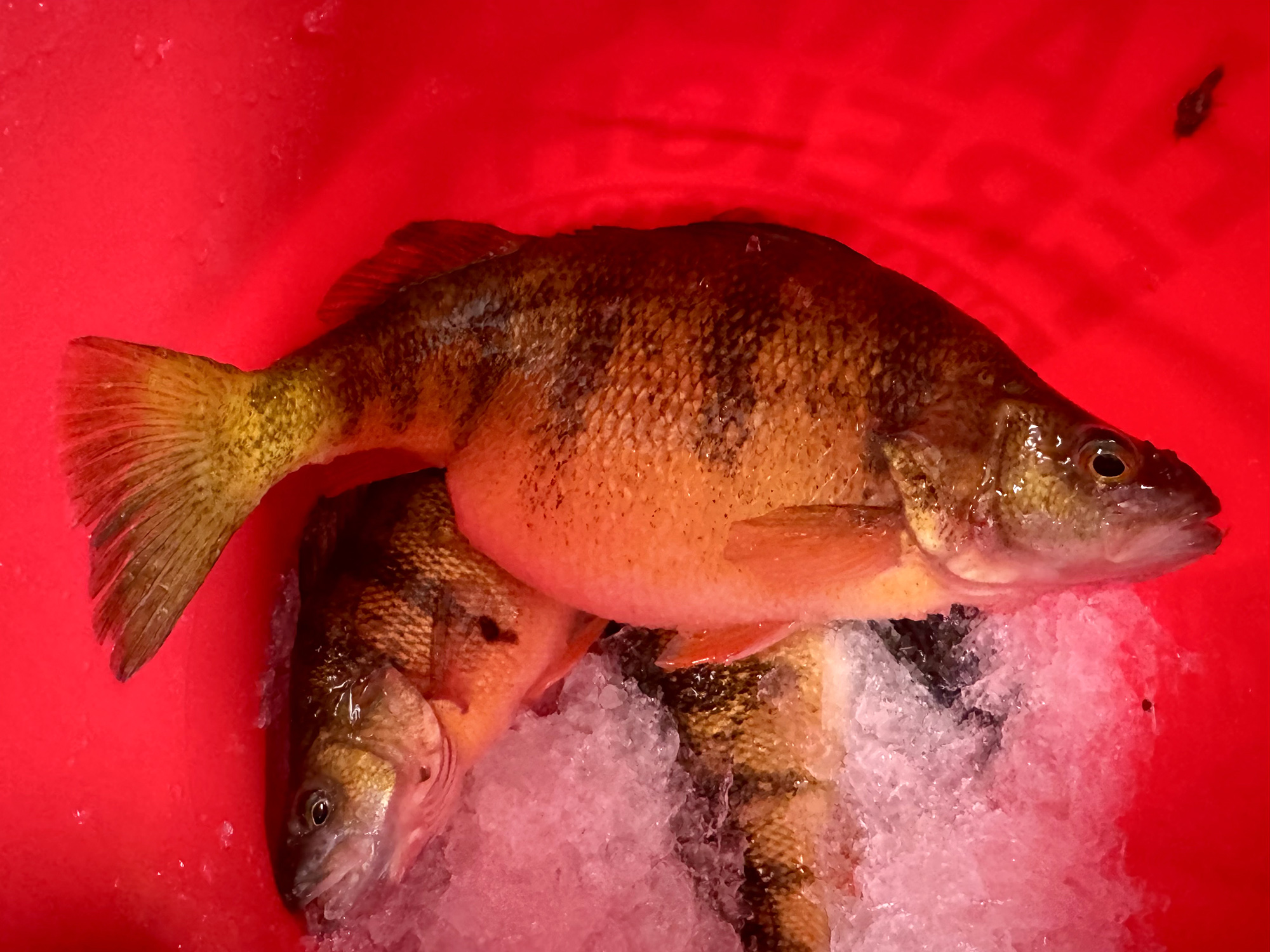 A big fat yellow perch in a red bucket caught while ice fishing.