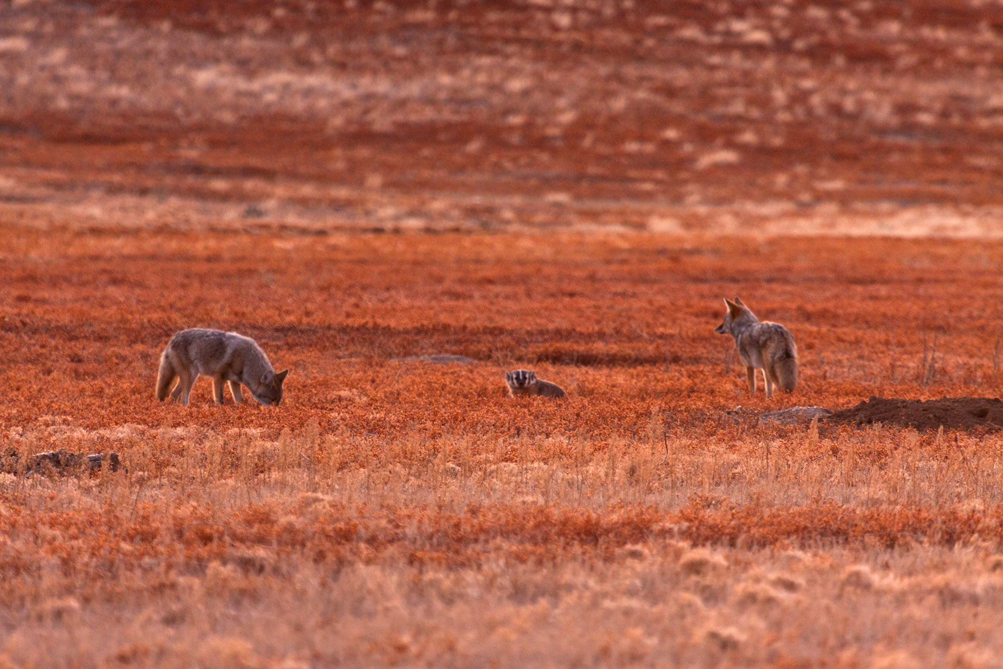 two coyotes with a badger hunting