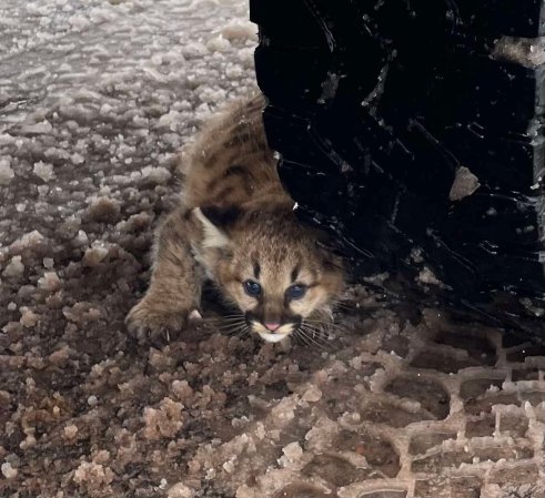 A young cougar kitten hides near a truck tire in the snow.