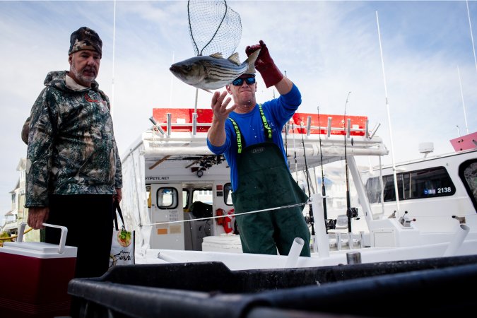 A charter boat captain tosses a striped bass into a dock container.