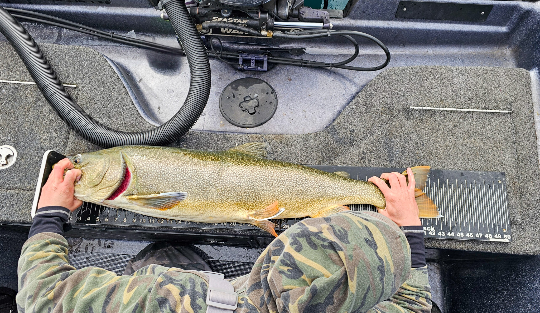 Measuring the pending new record lake trout